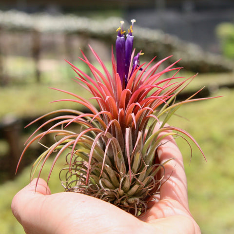 Tillandsia Ionantha Rubra Air Plants