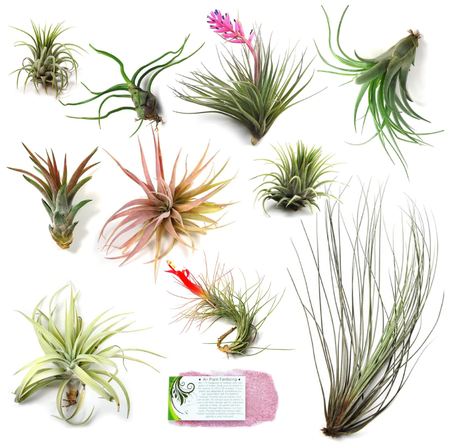air plant variety gift