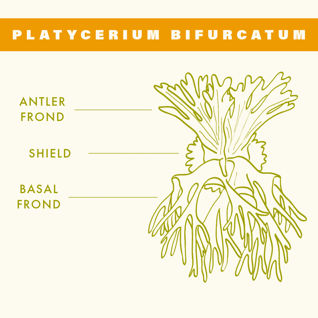 staghorn fern Platycerium bifurcatum diagram