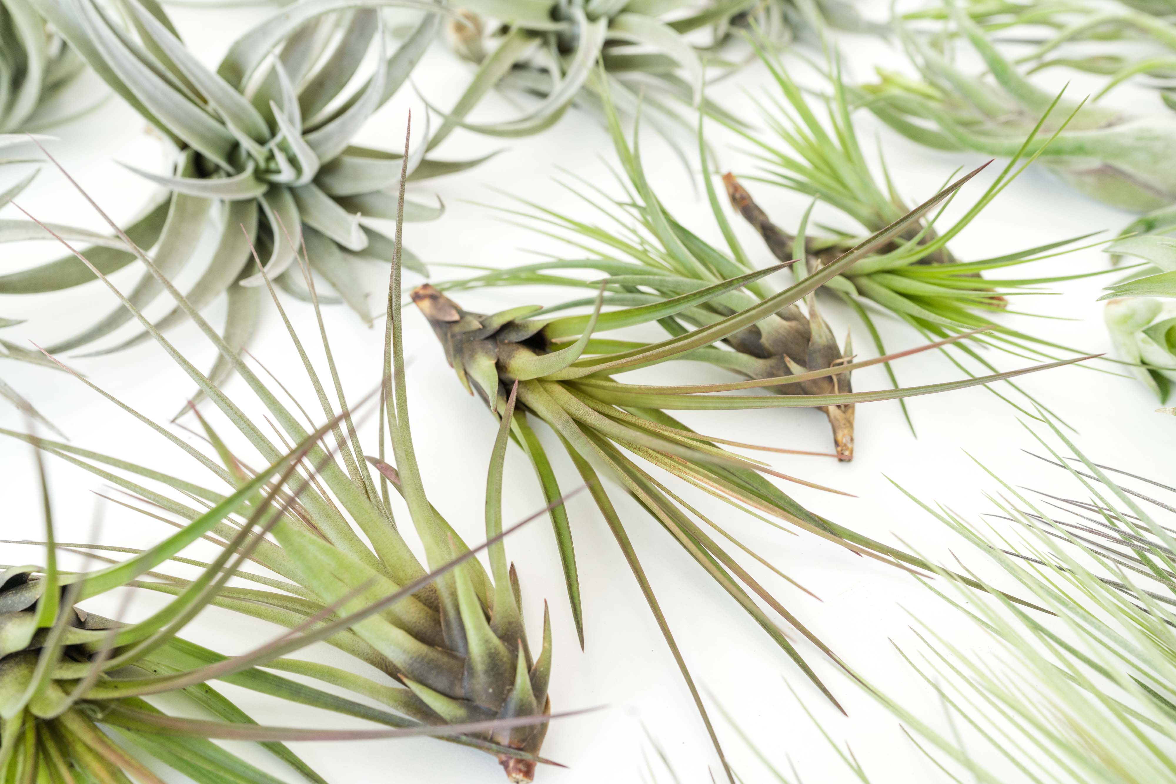 air plant tillandsia Melanocrater