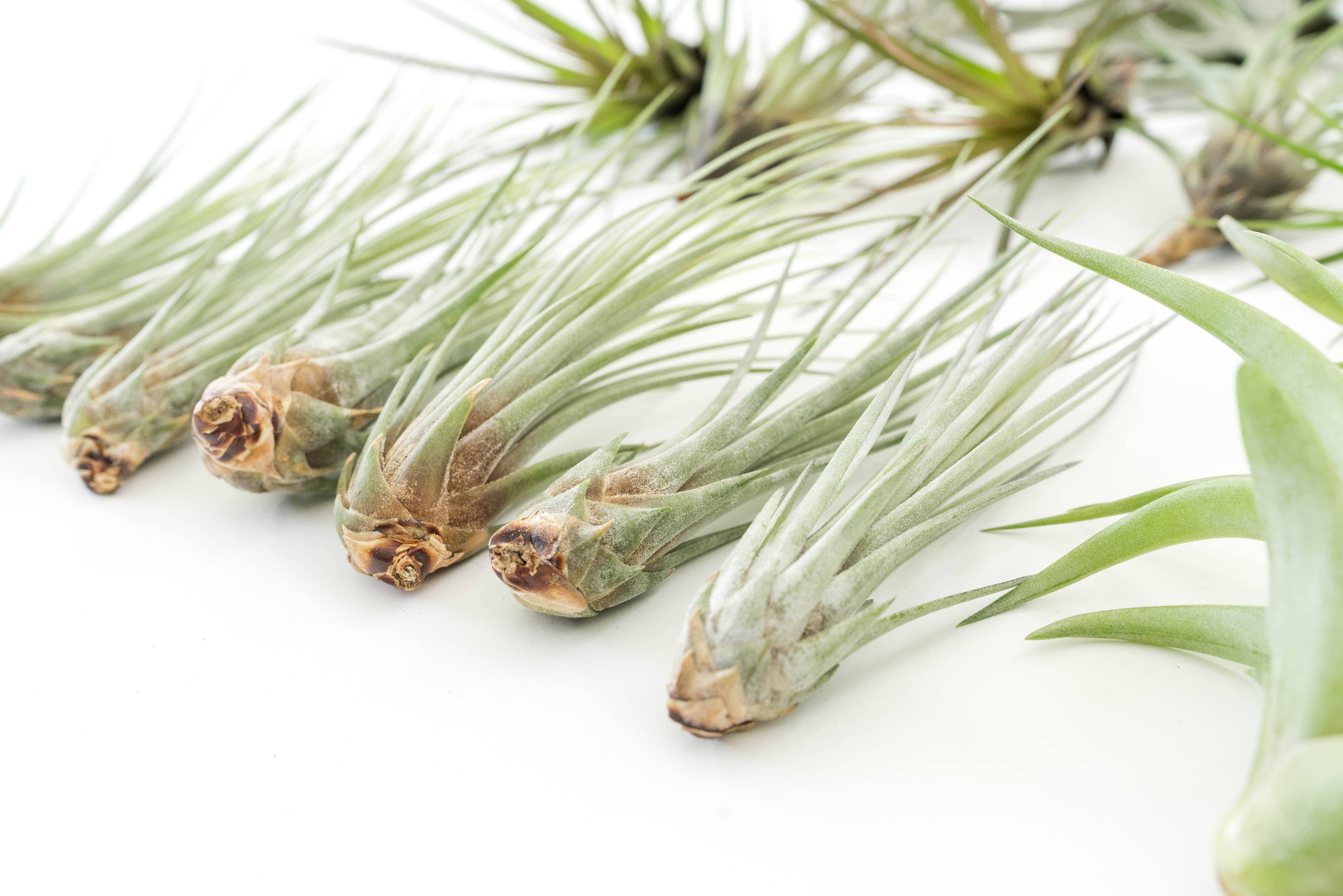 air plant tillandsia juncea