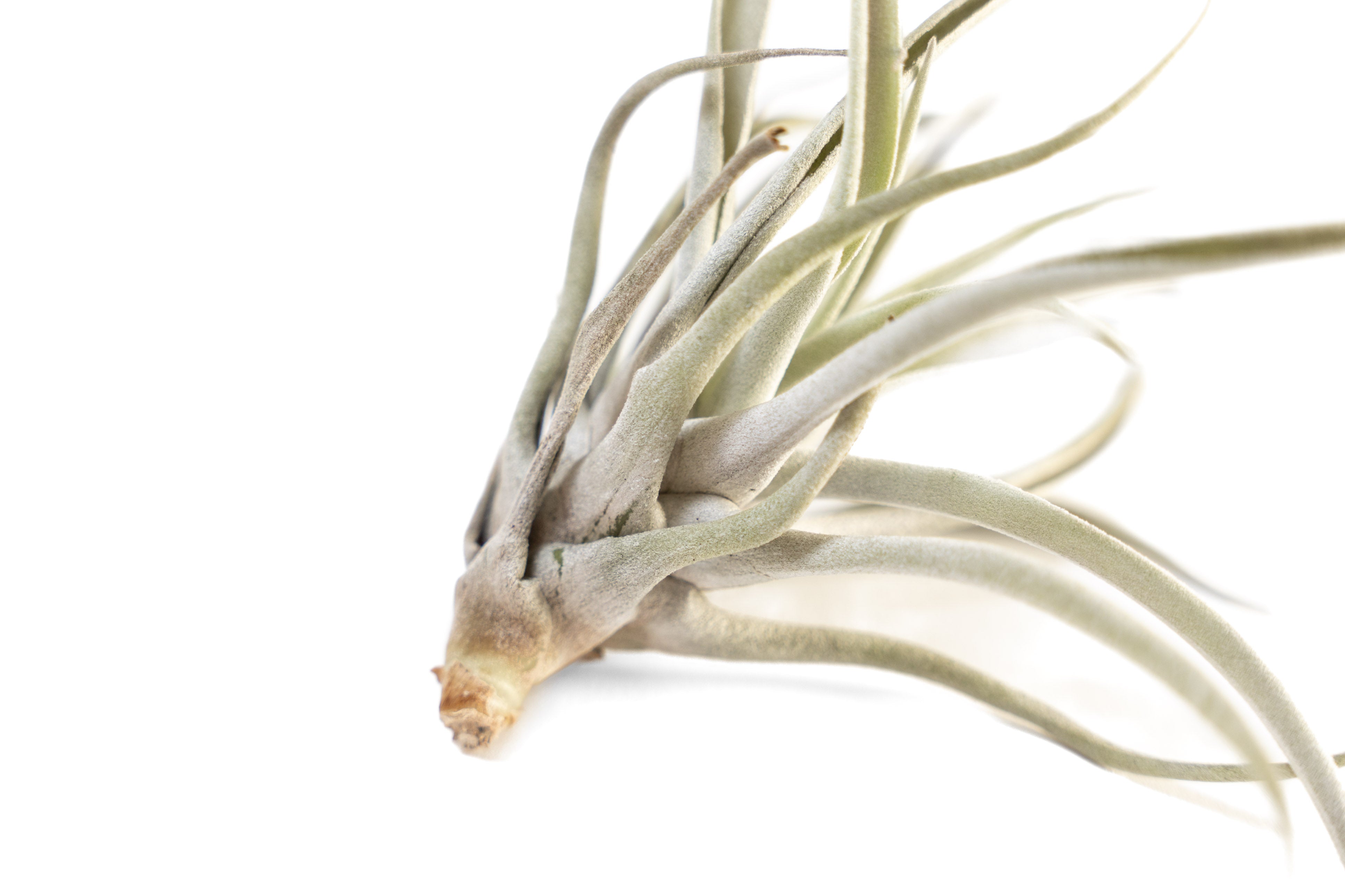 air plant tillandsia dehydrated