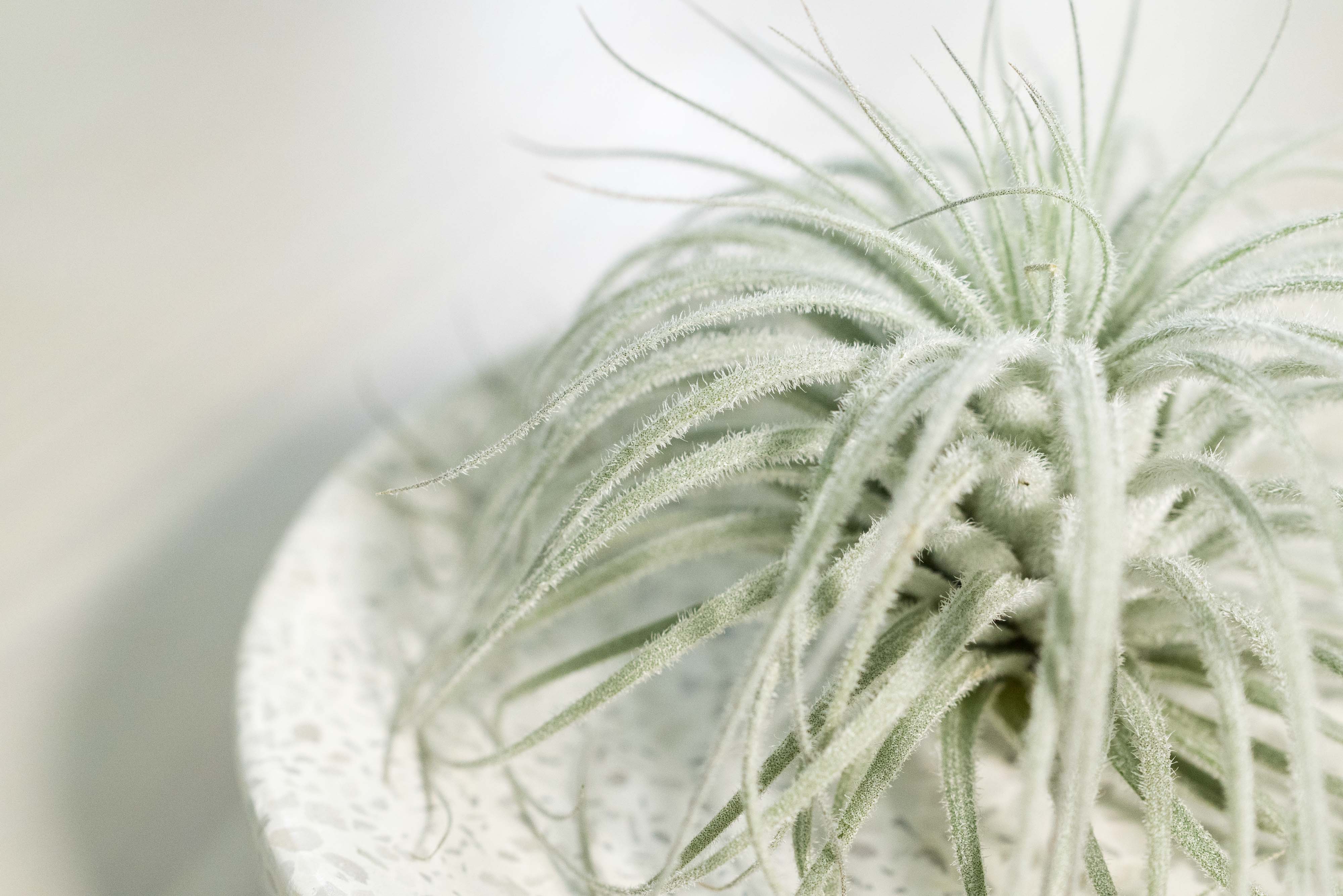 air plant tillandsia trichome