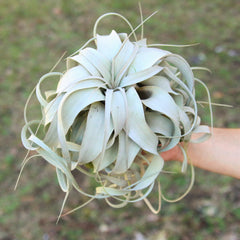 Air Plant Gift Mother's Day Tillandsia