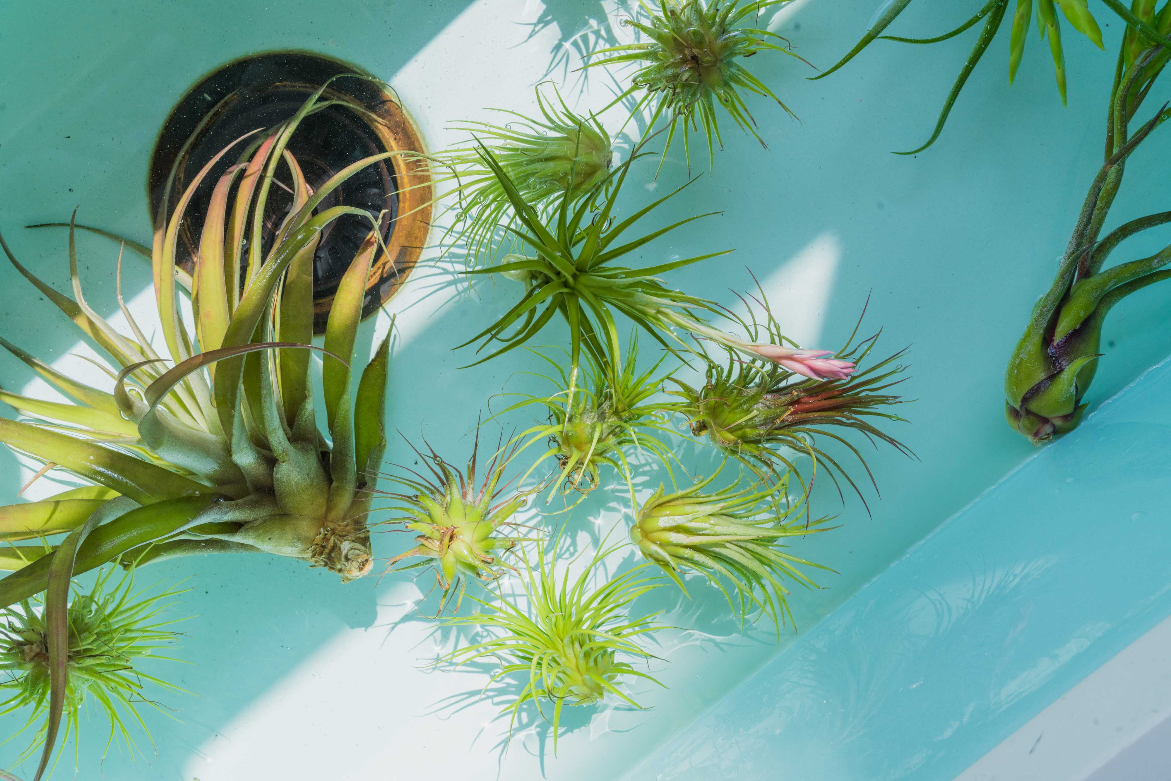 Watering Tillandsia Air Plants