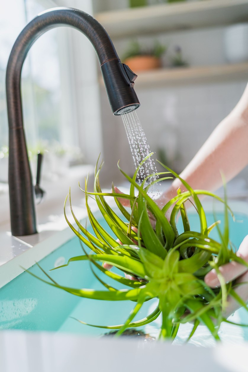 Watering Tillandsia Air Plant