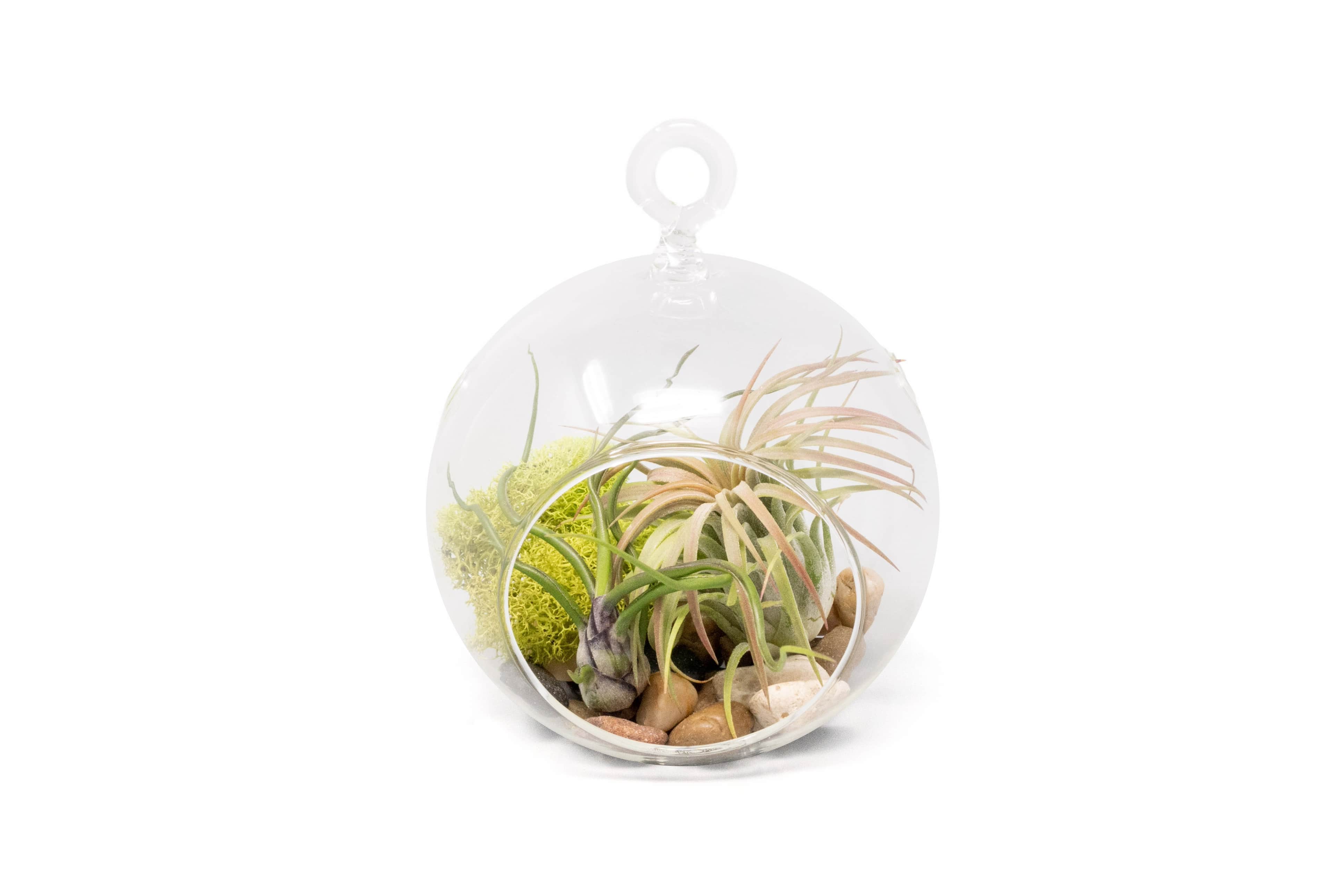 https://cdn.shopify.com/s/files/1/0049/0822/files/WholesaleStunningTerrariumSets-EachTerrariumIncludesGlassGlobe_2TillandsiaAirPlants_Stones_MossAccent.jpg?v=1693251735