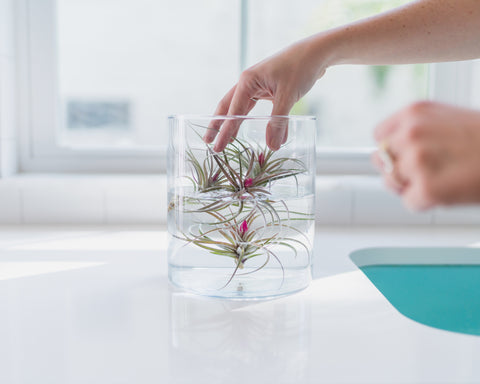 air plant tillandsia care how to watering