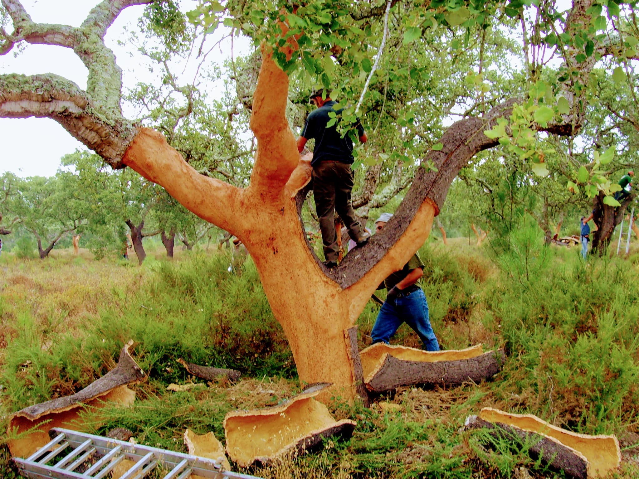 cork bark oak tree sustainable harvest