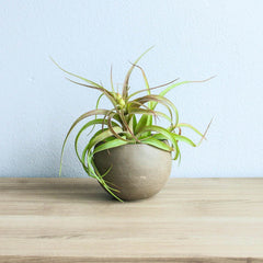 Air Plant Gift Mother's Day Tillandsia