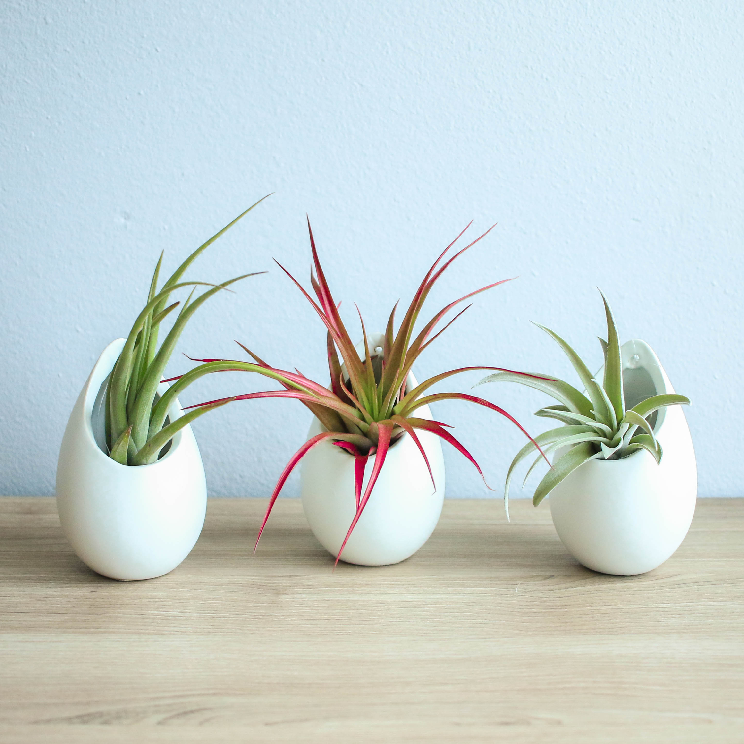 ivory ceramic vase with Harrisii & Abdita Air Plants tillandsia