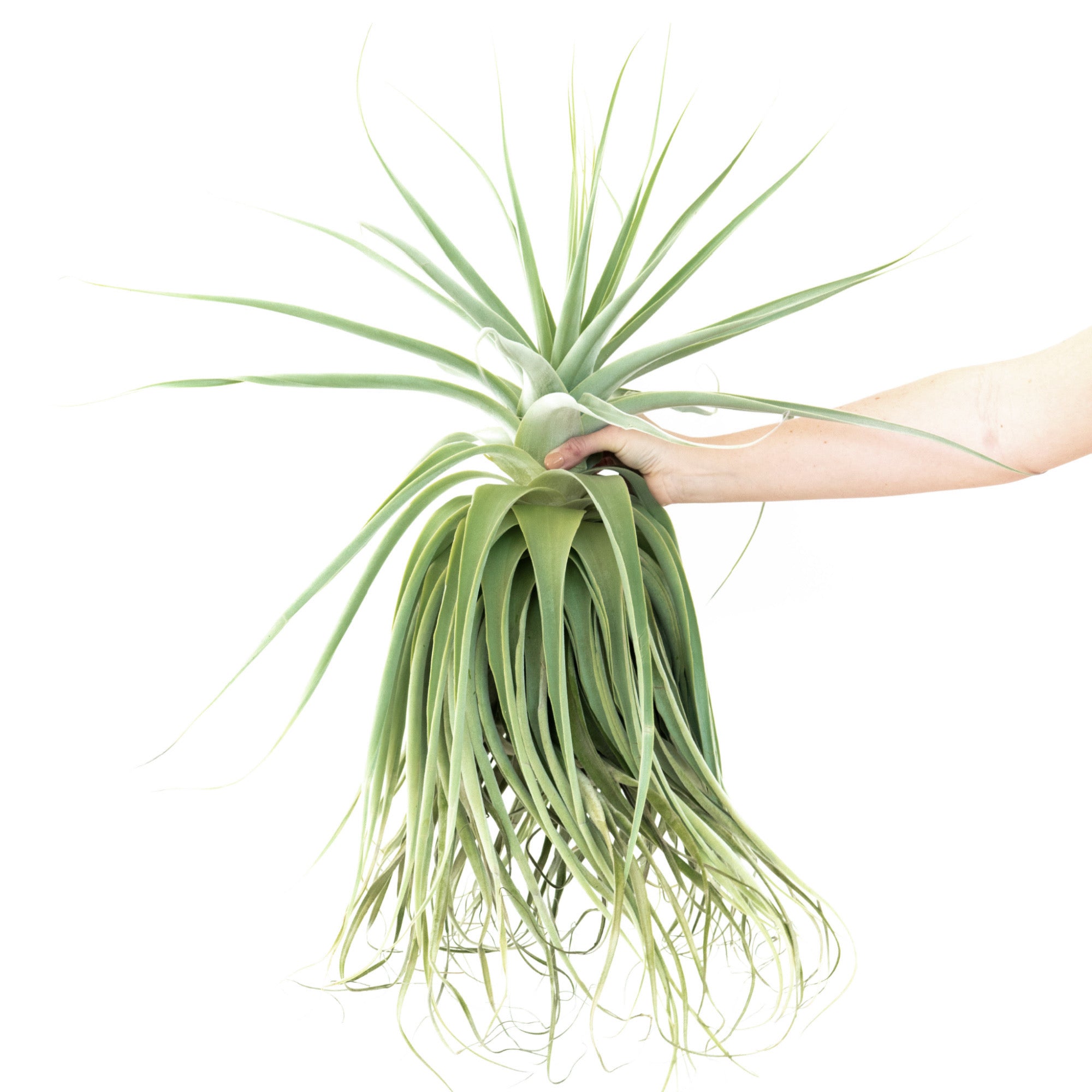 TILLANDSIA