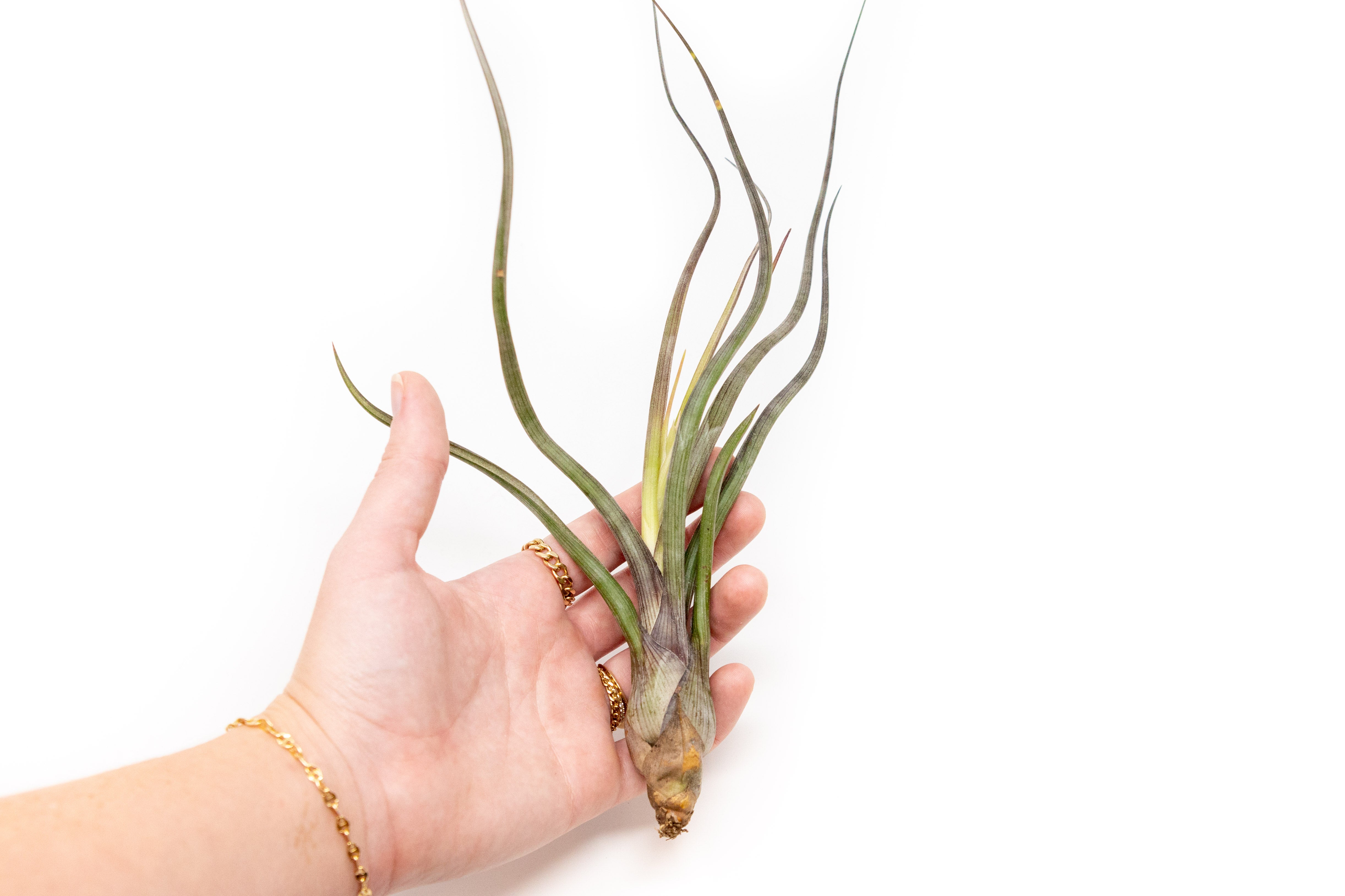 Tillandsia baileyi – 15 à 20cm - Fourmiculture