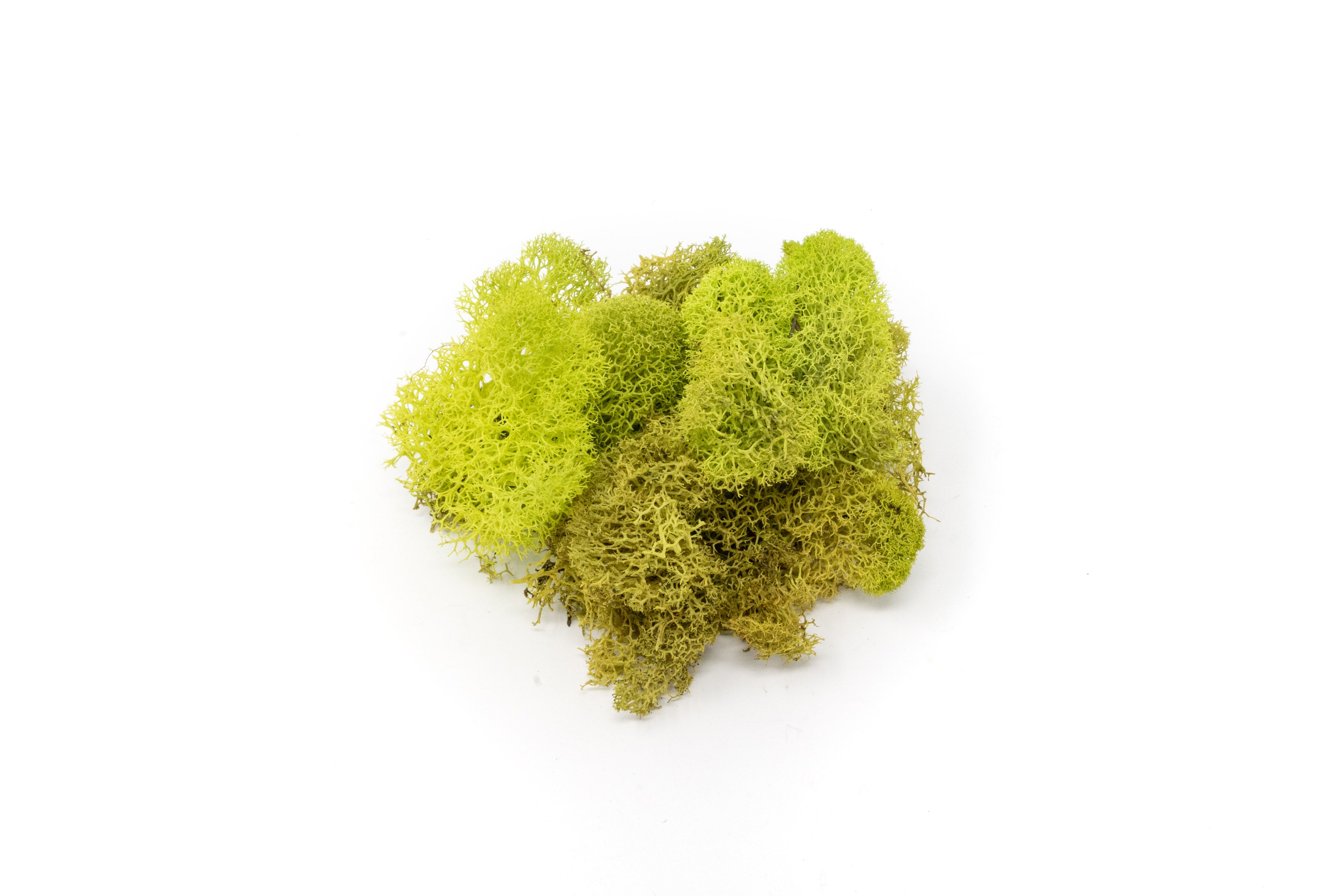 Chartreuse Reindeer Moss for Decor and Crafts – Air Plant Supply Co.