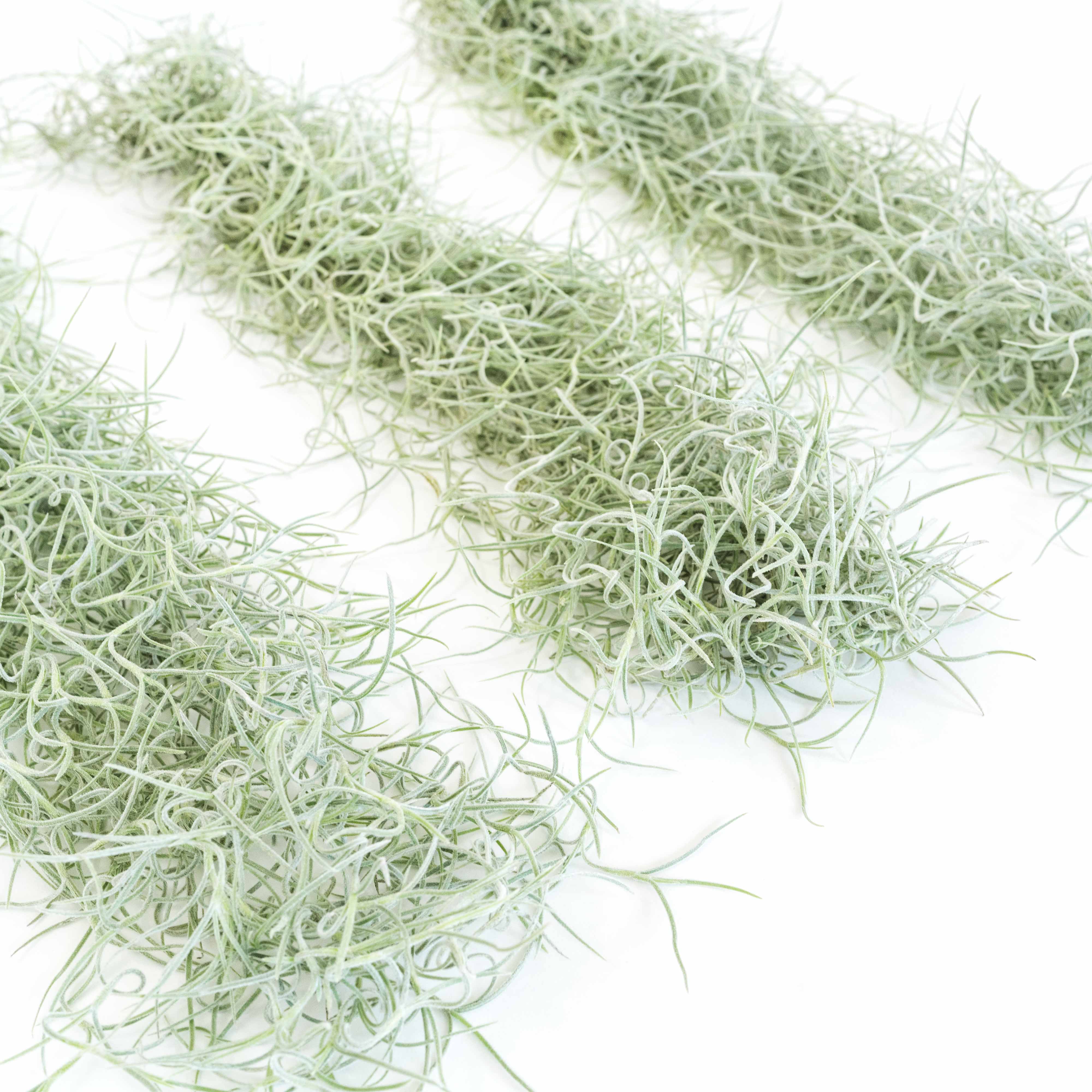 Spanish Moss 'Tillandsia usneoides' - Order Online