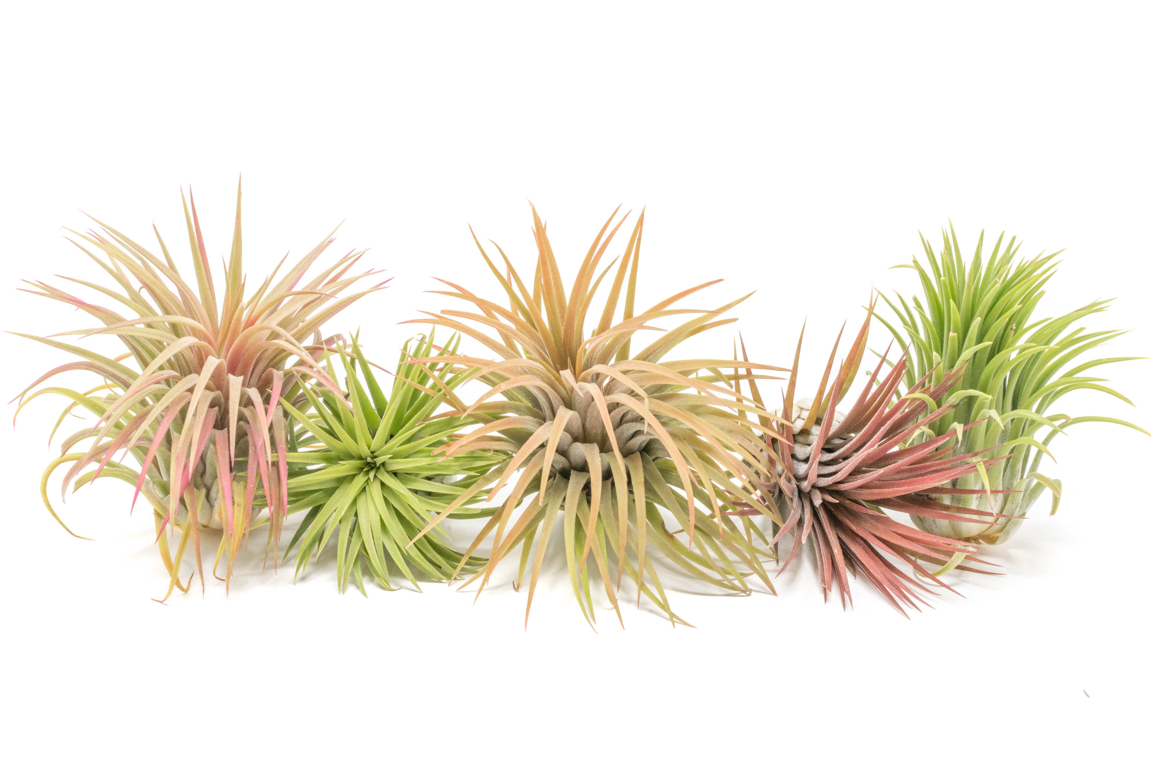 Are You Poisoning Your Air Plants with Copper? – Air Plant Supply Co.