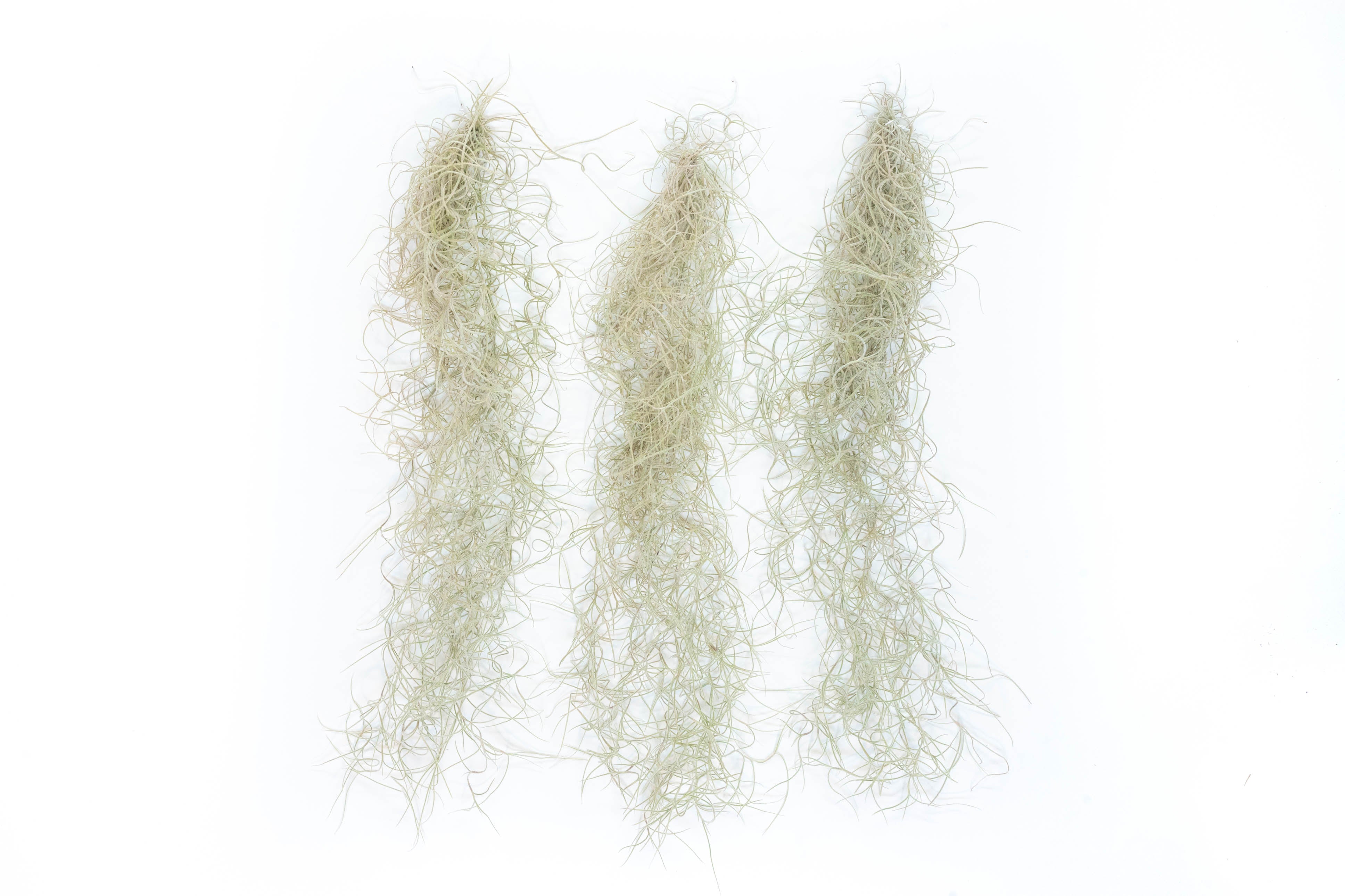 SALE - Tillandsia Guatemala Gray Spanish Moss - 1 Foot Clumps - Set of –  Air Plant Supply Co.