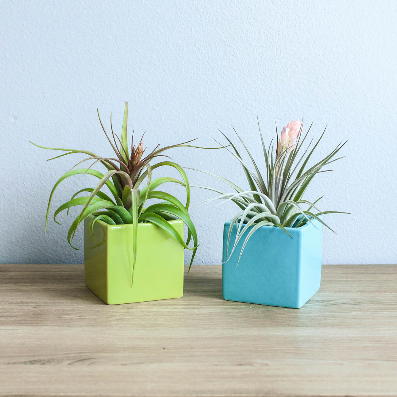 Air plant pots information