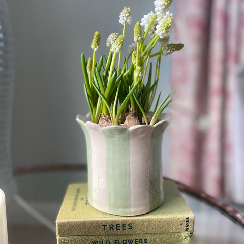 A Handmade ceramic scalloped edge striped planter in sage green with baby hyacinth