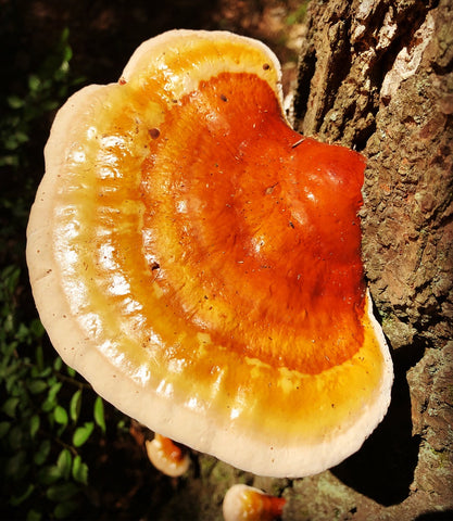 Reishi - Reishi Mushroom For Sleep - Mushroom Revival