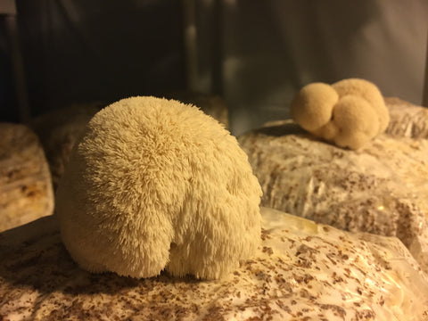 Get To Know Lion’s Mane Mushroom Look Alikes - Mushroom Revival - Lion's Mane Mushroom