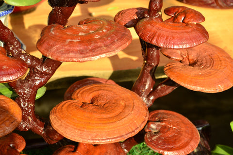 Reishi Mushroom Look Alike - Mushroom Revival - Reishi Mushrooms