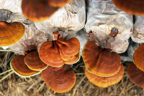 Mushrooms for Sleep - Mushroom Revival - Reishi Mushrooms