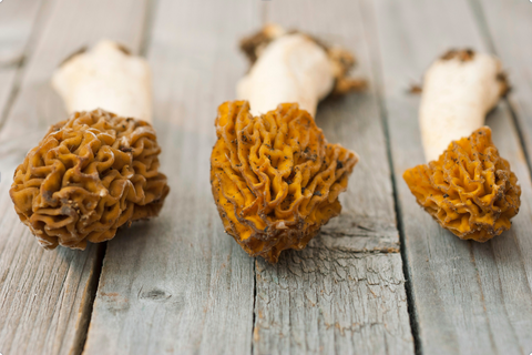 Wild Mushrooms - Morel Mushrooms