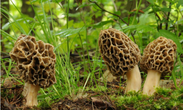 Mushroom Lifecycle Final Stage