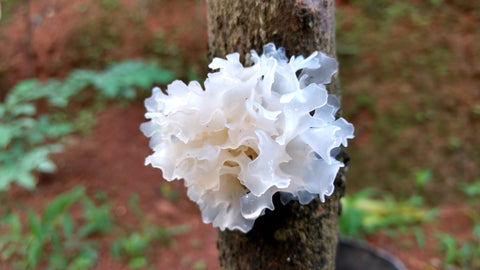 Super Mushrooms - Mushroom Revival - Tremella Mushrooms