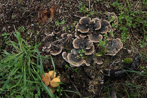 Turkey Tail Mushroom