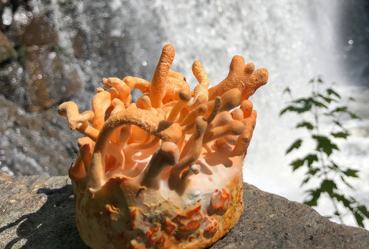 Cordyceps Waterfall