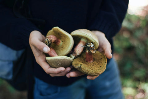 gathering fresh mushrooms