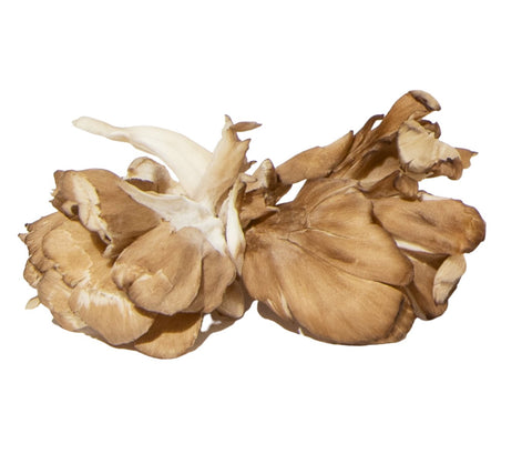 Wild Mushrooms - Maitake Mushroom