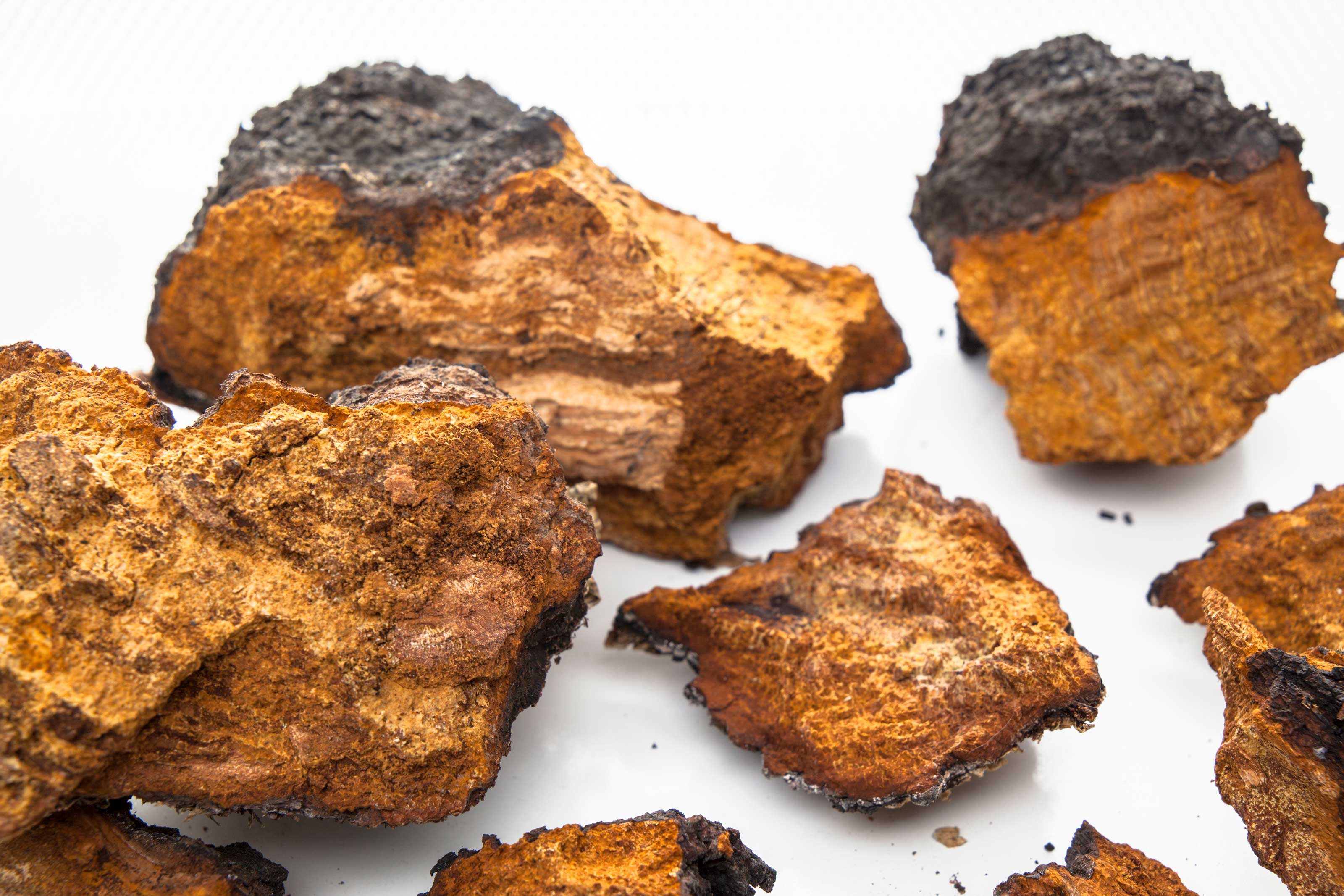 Chaga Mushroom Identification - Mushroom Revival