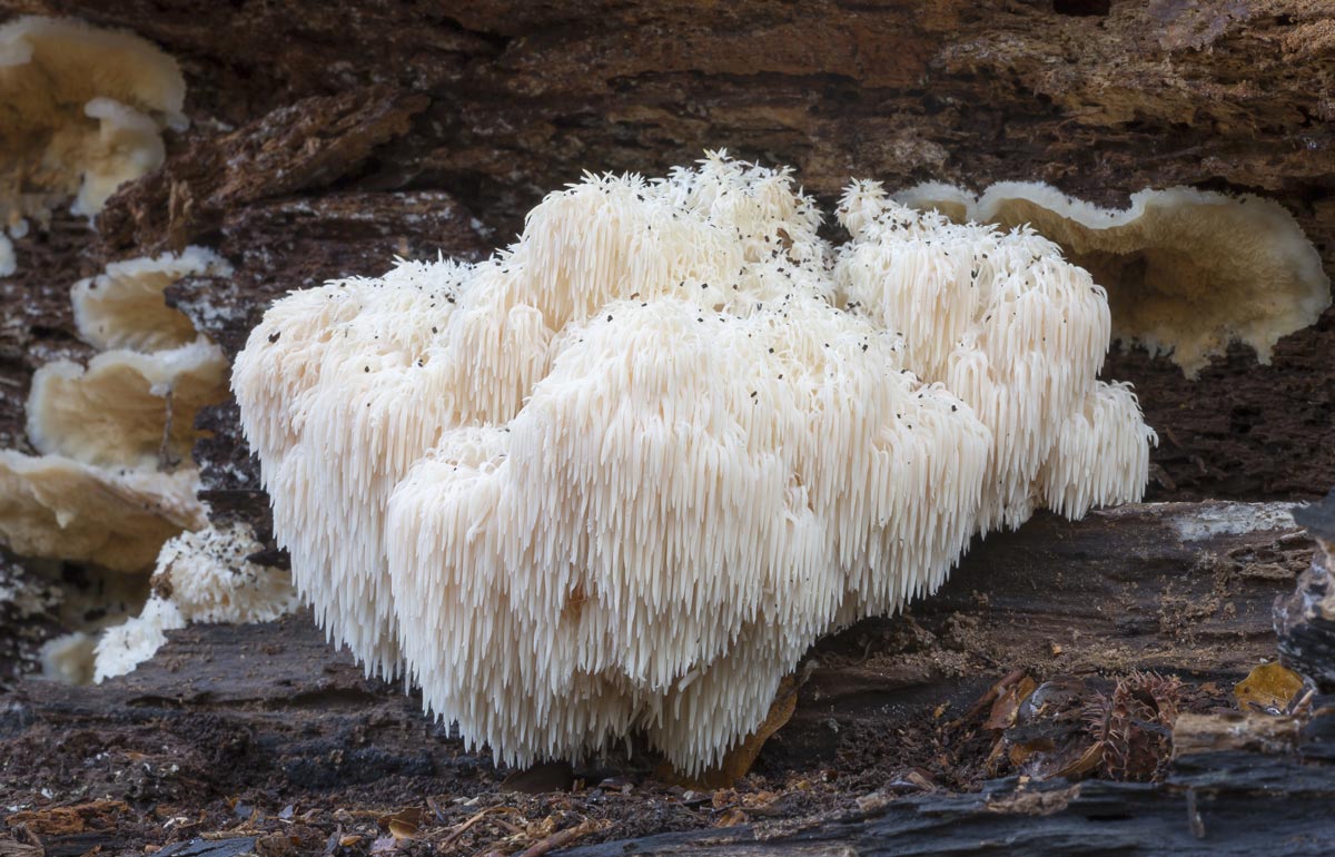 Lions Mane in Nature