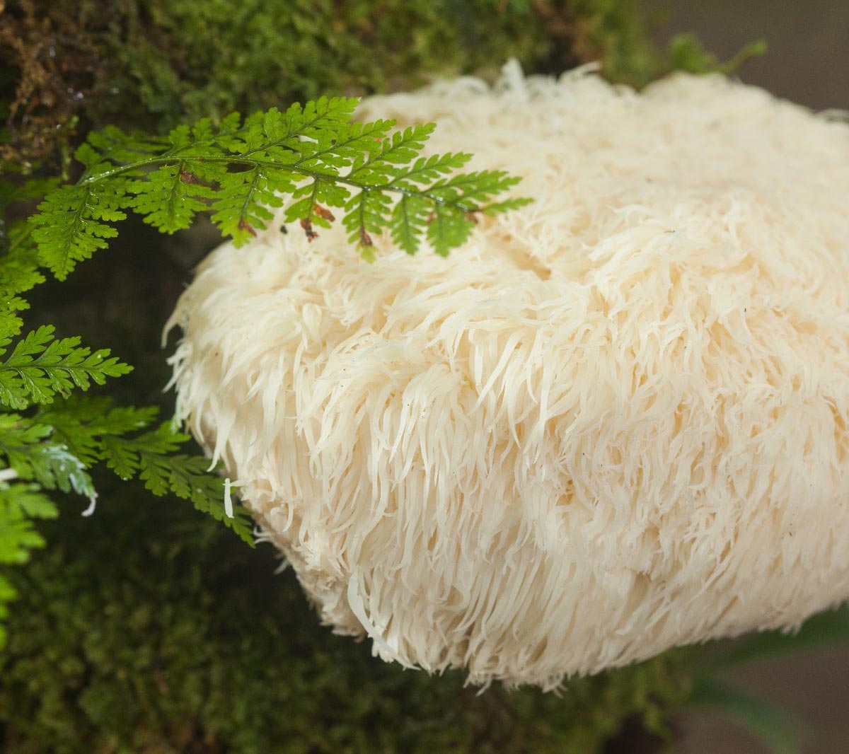 Lions Mane in Nature