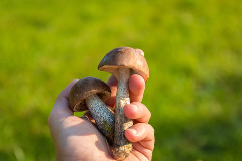 Mushrooms Used to Make Mushroom Powder