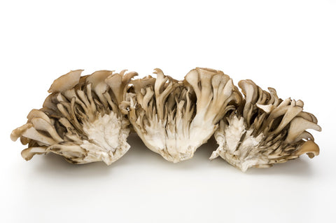 Maitake Mushroom Benefits - Mushroom Revival - Dancing Mushroom