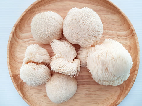 Mushroom Anatomy - Lion's Mane Mushroom - Mushroom Revival