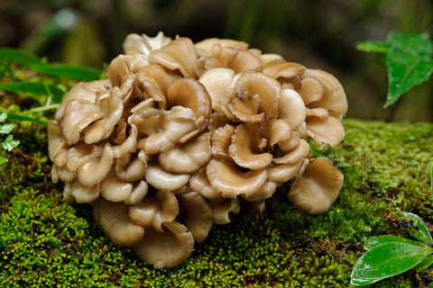Functional mushrooms - Maitake mushroom