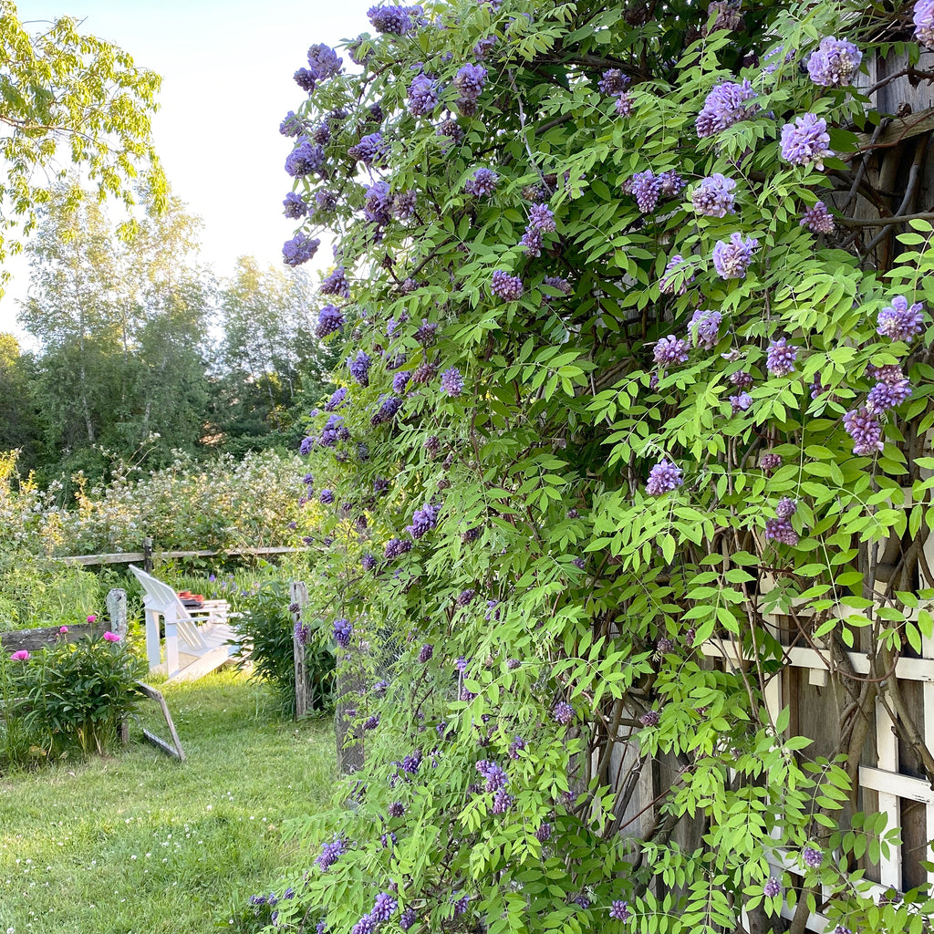 wisteria vines and a pair of Adirondack chairs in a garden in the springtime