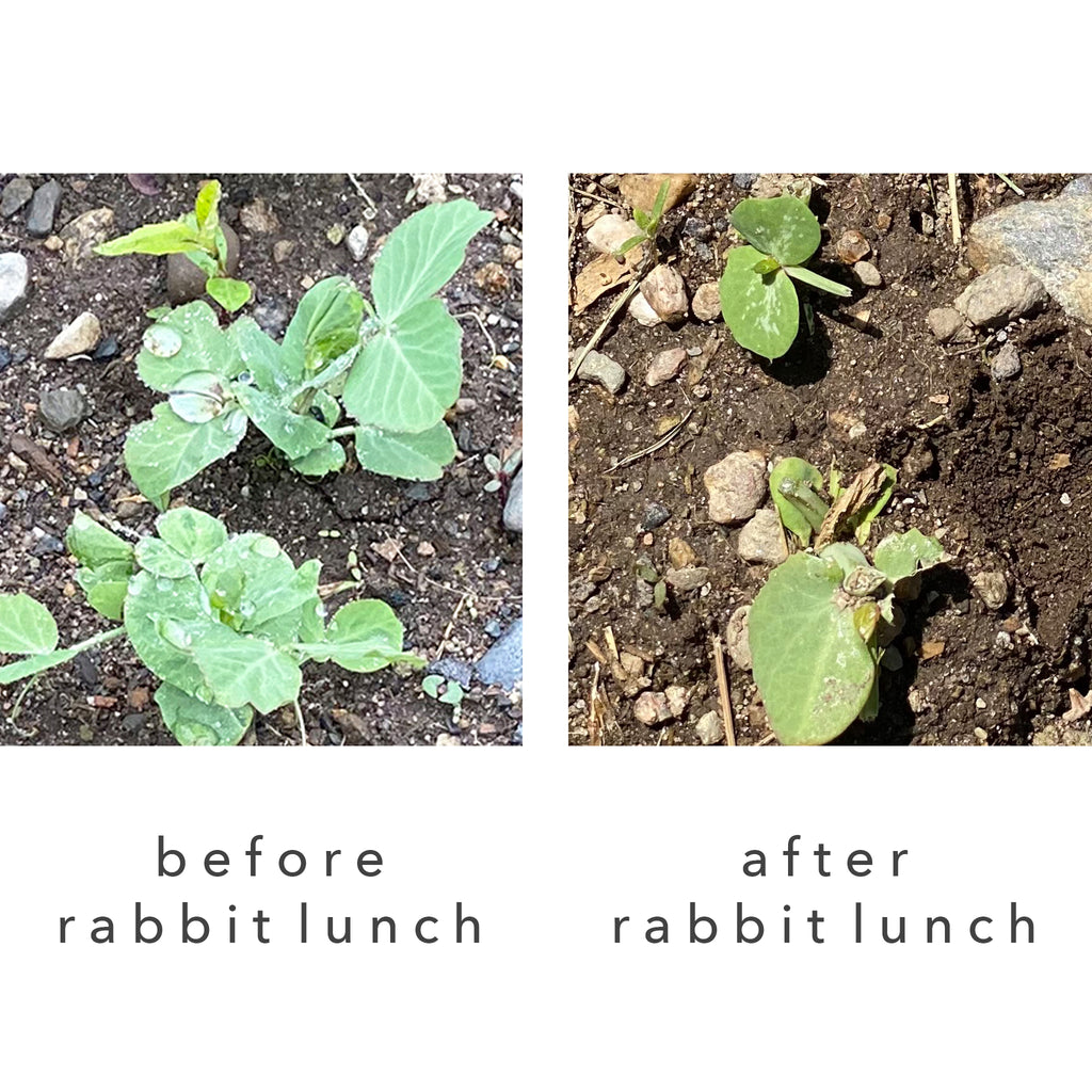 images of pea shoots in a garden before eaten by rabbits and after eaten by rabbits