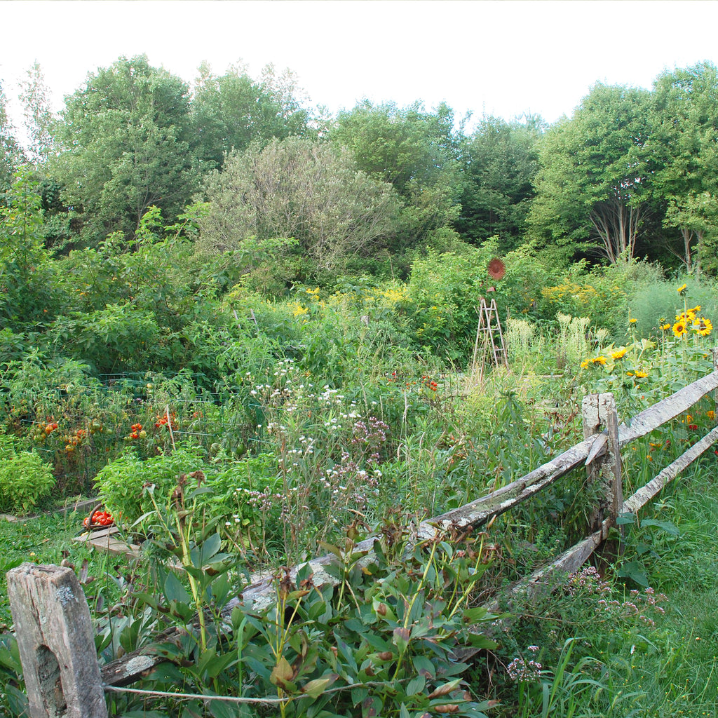 a garden with tomatoes, sunflowers, and summer squash