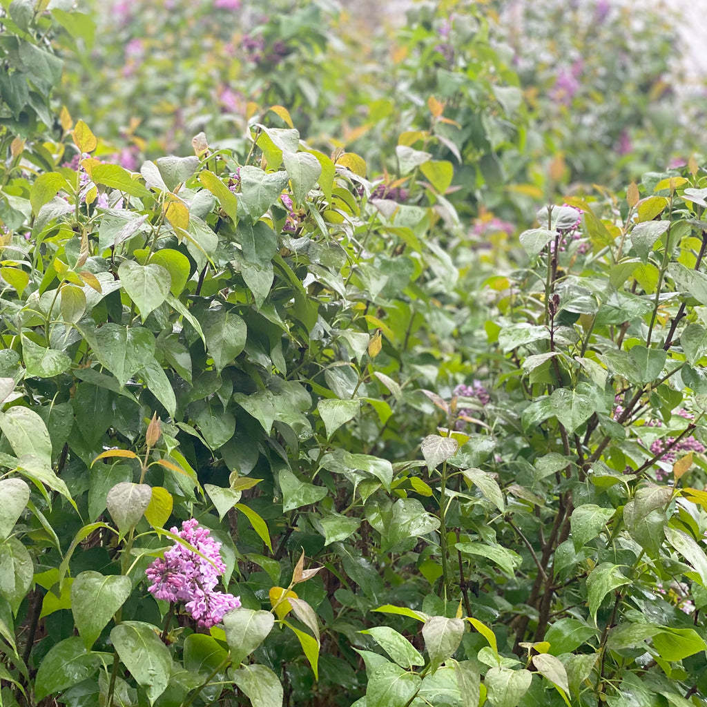 lilac bushes on a rainy day