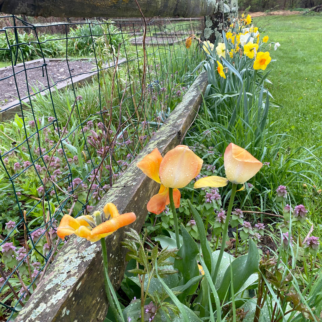 tulips and daffodils along a garden fence