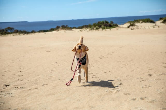 does rockaway beach allow dogs