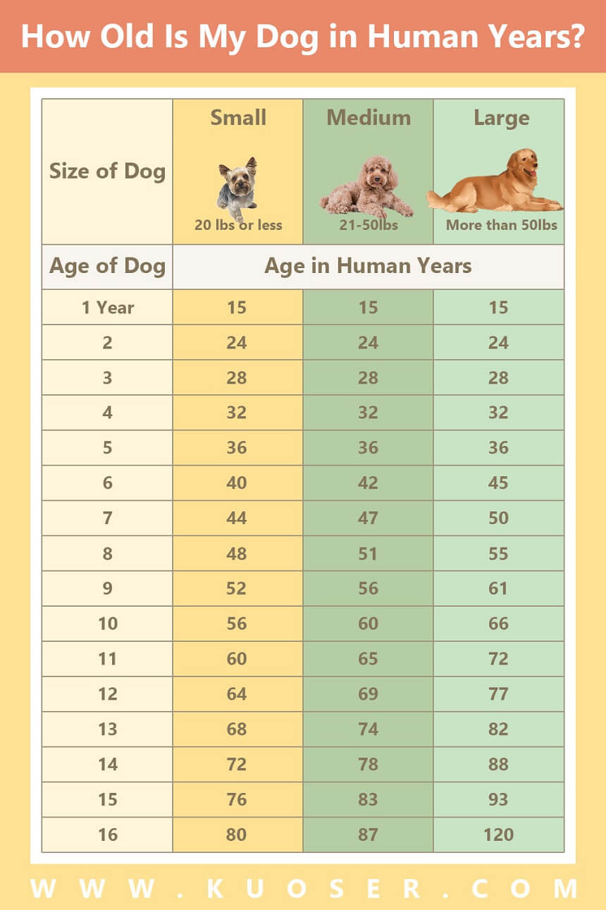 Age of dog 