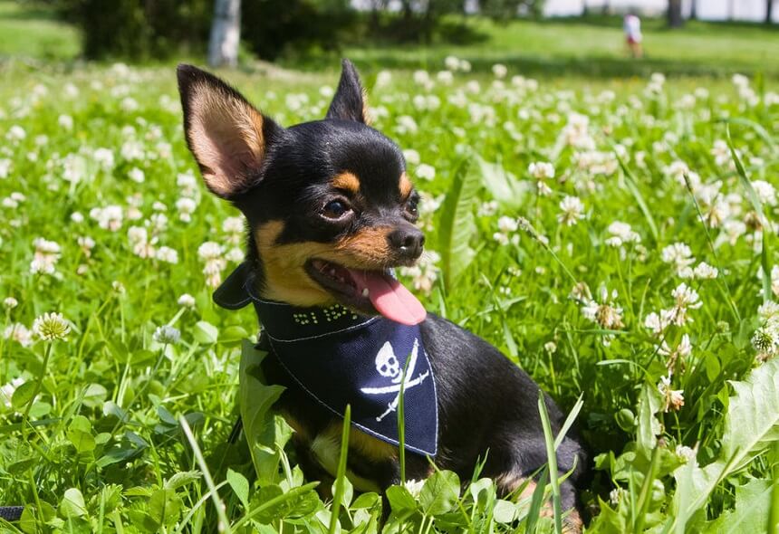 Apple Head Chihuahua