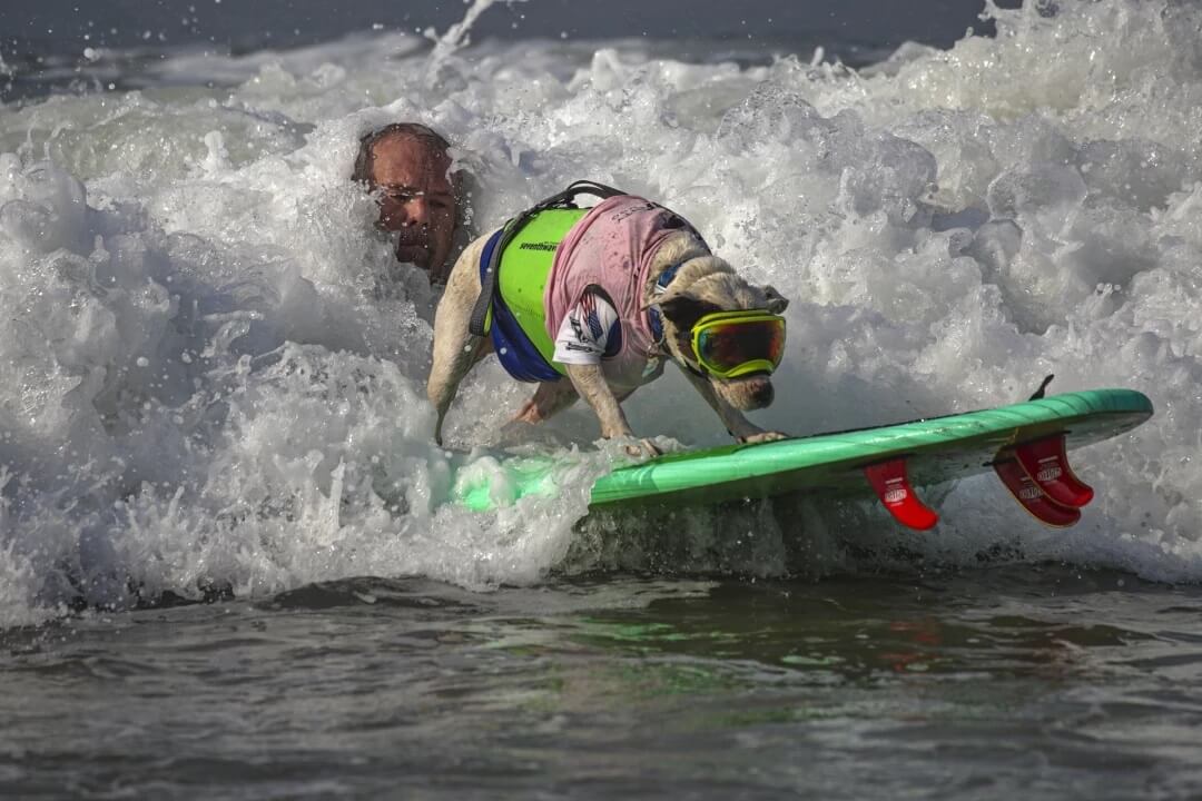 James Wall launches Faith, an American pit bull terrier, onto a wave.